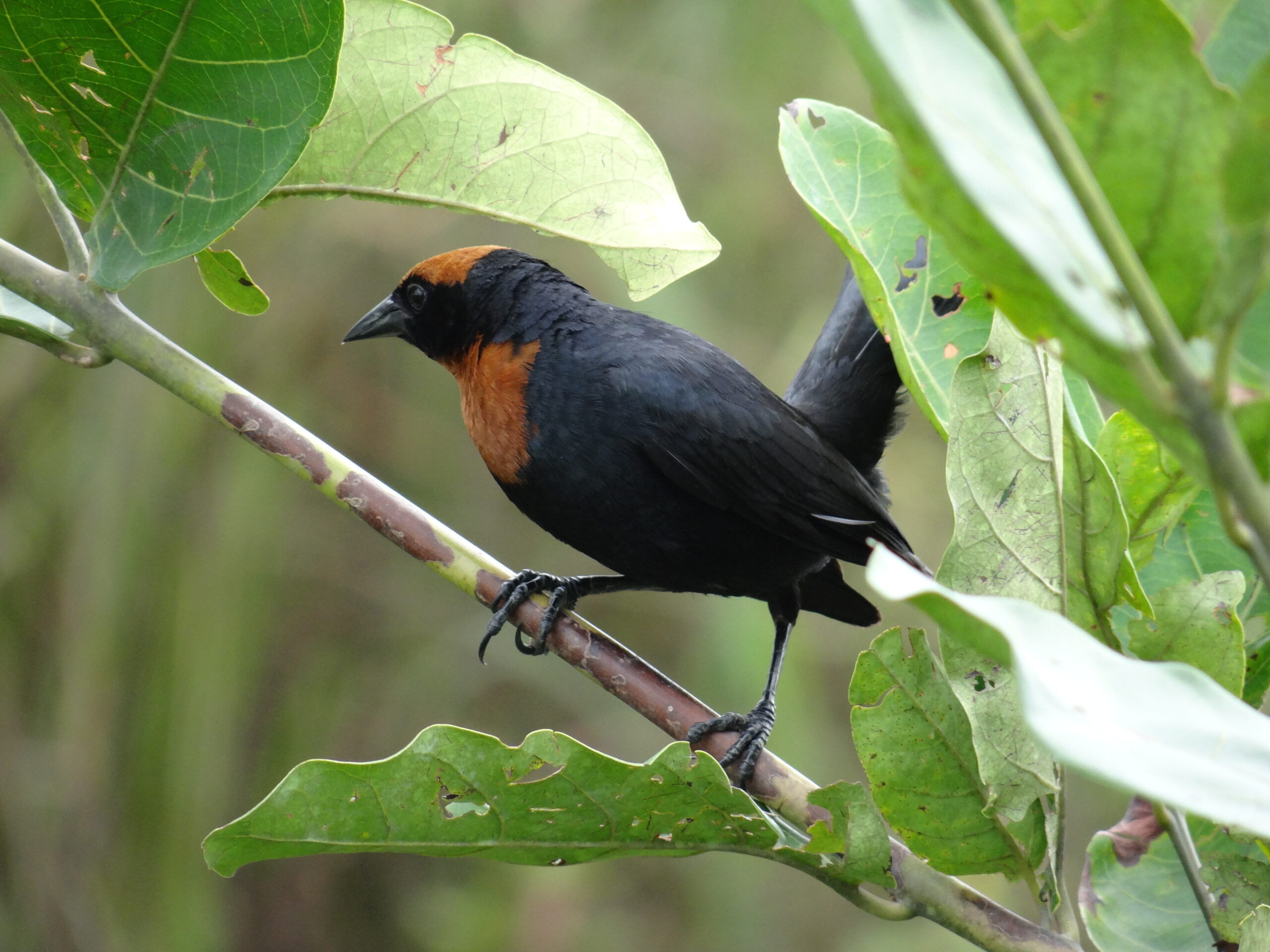 Garibaldi (Chrysomus ruficapillus Vieillot, 1819) 