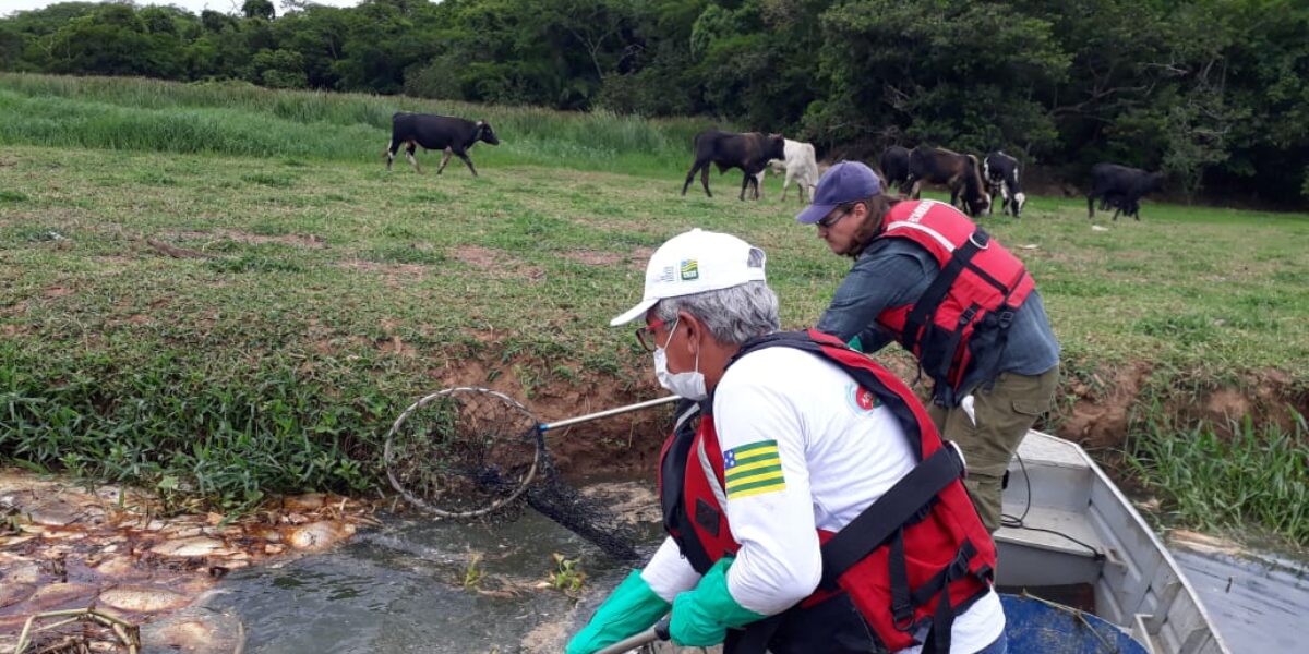 Operação da Semad realiza retirada de peixes mortos do Rio Meia Ponte