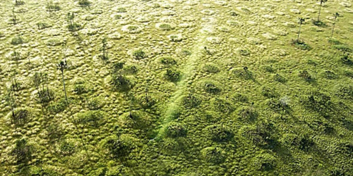 Governo de Goiás fará mapeamento inédito de campos de murundus no Estado