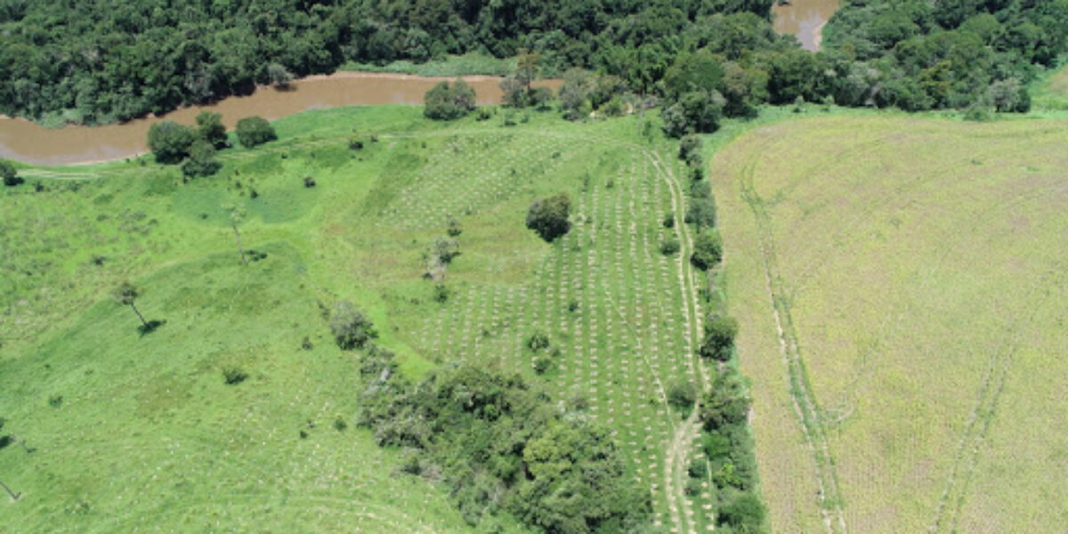 Sistema Ipê regulamenta tipologias de supressão de vegetação nativa de até 2 hectares 