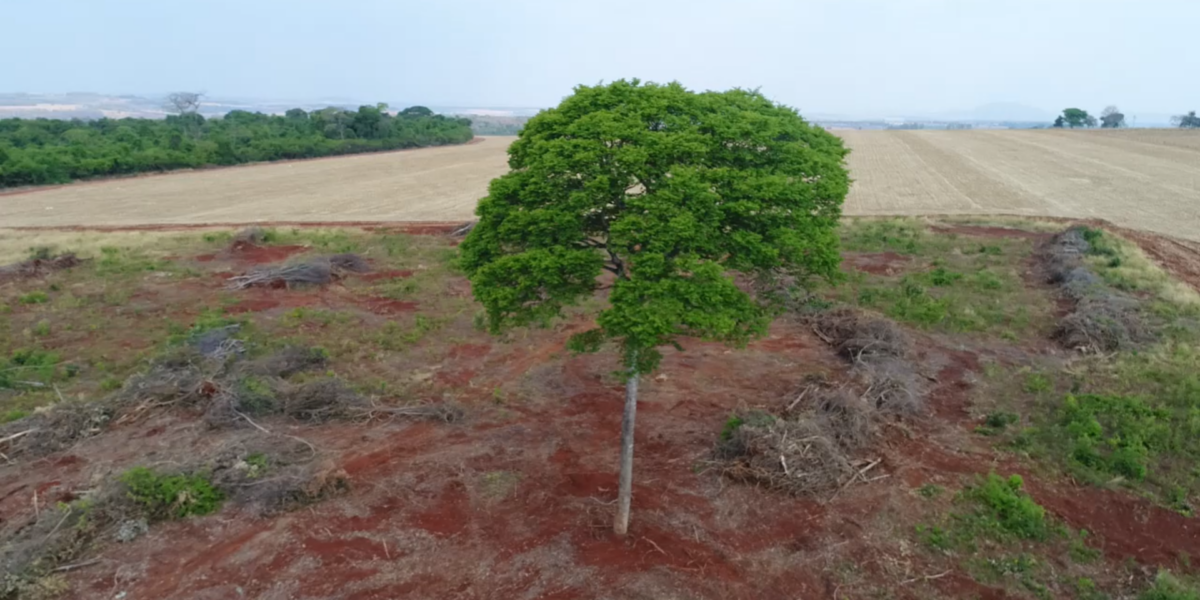 Fiscalização da Semad interrompe desmatamento de árvores raras do Cerrado, em Itaguari
