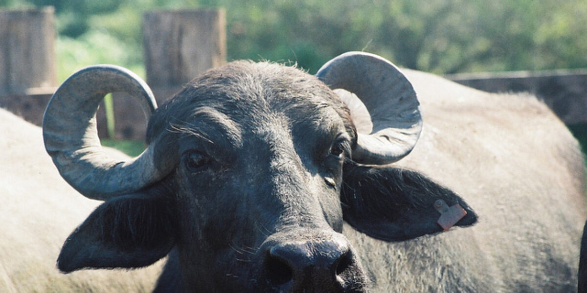 Governo de Goiás doa búfalos abandonados em território da comunidade Kalunga