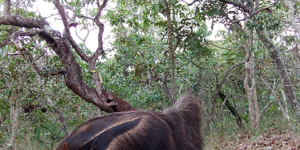 Pesquisadores instalam 76 câmeras para monitorar a fauna silvestre em cinco cidades de Goiás, com foco no tamanduá-bandeira