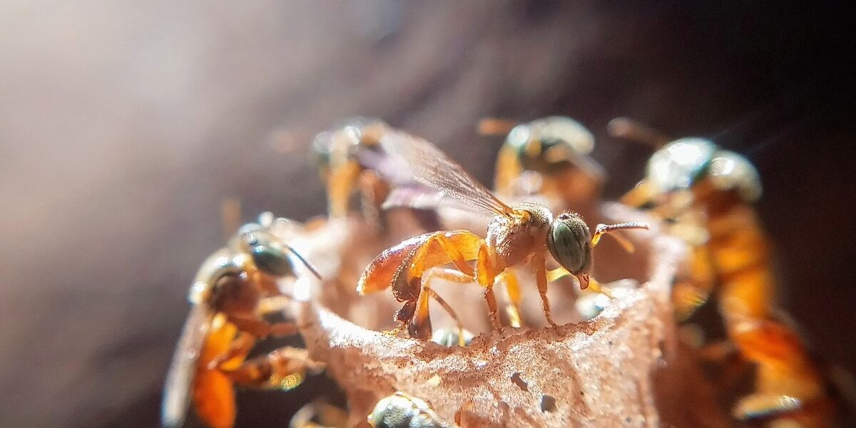Semad assina acordo para construir meliponário para abelhas sem ferrão em Goiânia