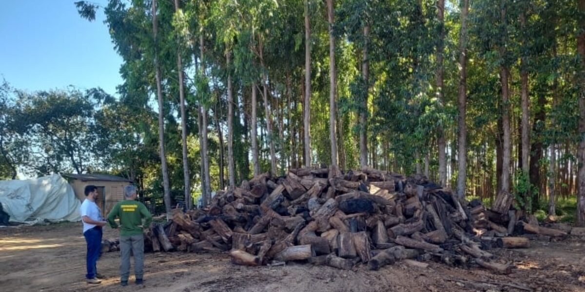 Semad aplica quase R$ 2 milhões em multas por madeira ilegal neste último trimestre
