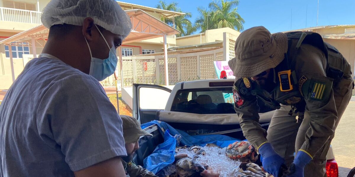 Semad doa 167 kg de pescado apreendido para Vila São Cottolengo, em Trindade