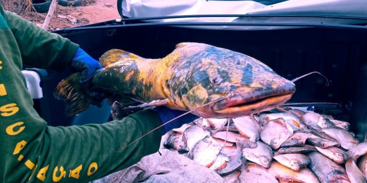 Pesca ilegal: Semad e Polícia Civil apreendem uma tonelada de peixes em Aragarças
