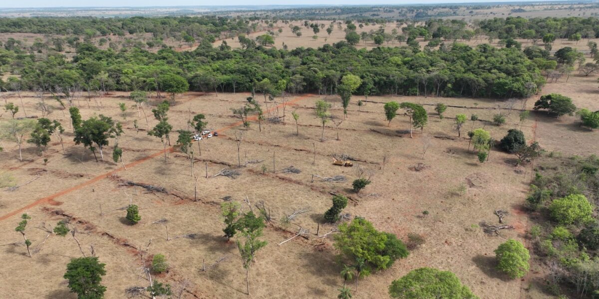 Semad, Ibama e PM flagram 100 hectares de desmatamento ilegal e aplicam meio milhão de reais em multas