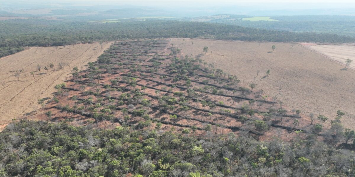 Pacto pelo desmatamento ilegal zero: veja a lista de compromissos assumidos