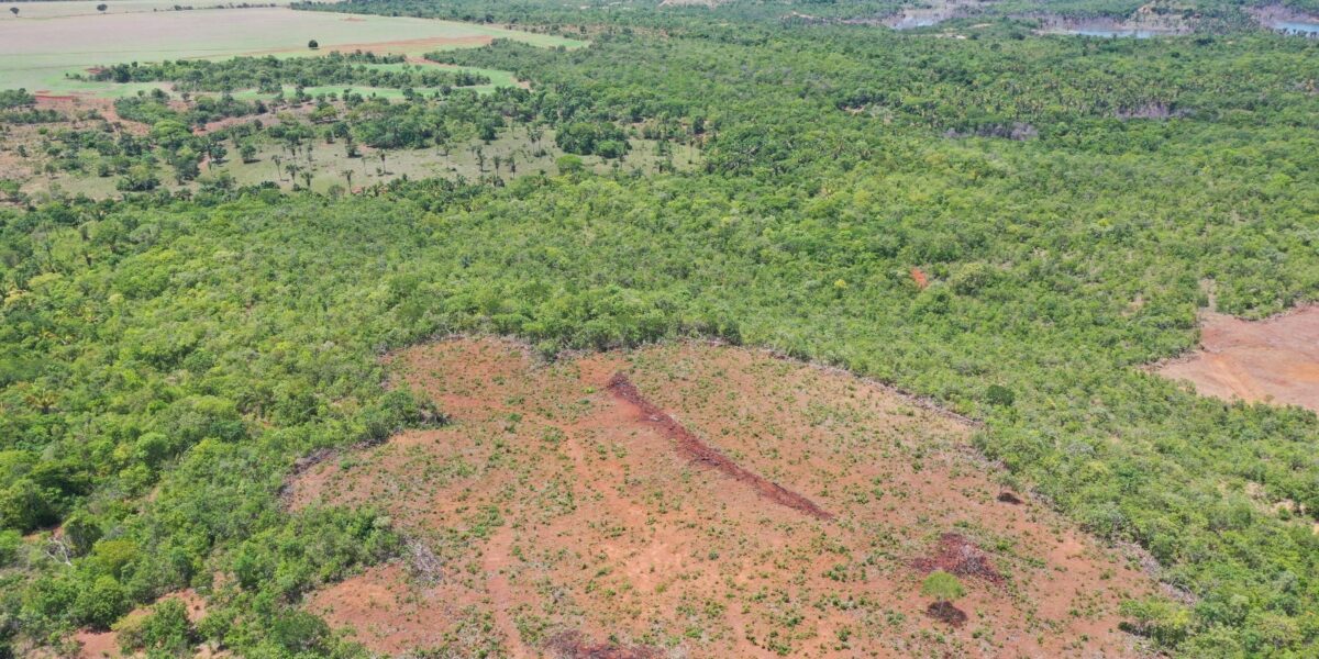 Em Niquelândia e Jaraguá, Semad realiza dois flagrantes simultâneos de desmatamento