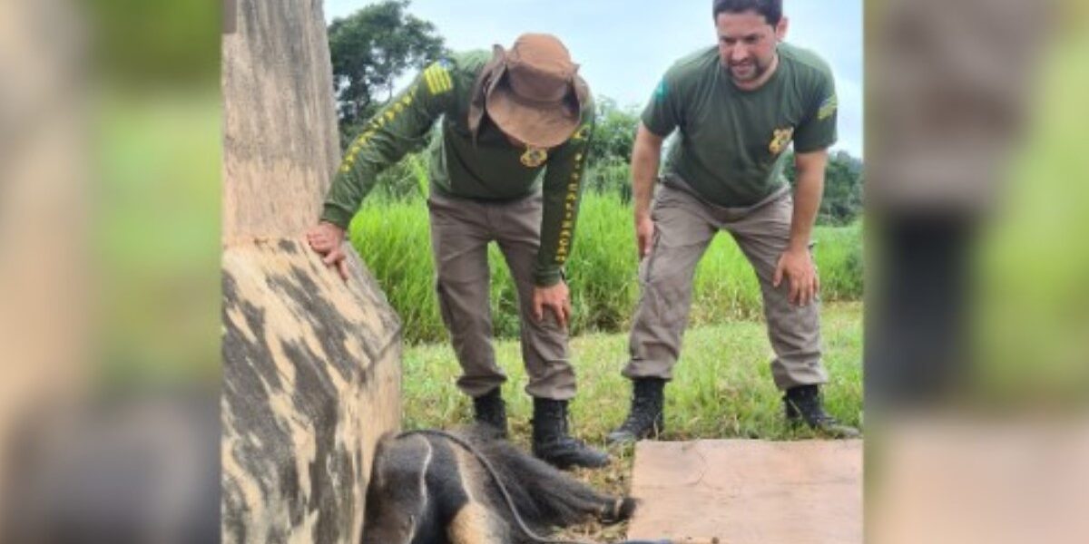 Semad resgata tamanduá vítima de atropelamento na BR-060, em Goiânia