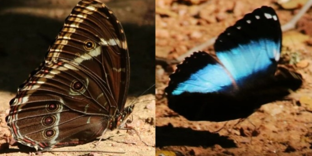 Subespécie de borboleta é fotografada pela primeira vez no Peamp