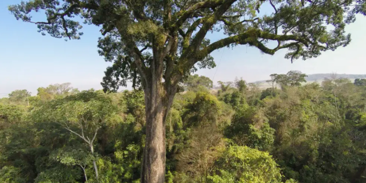 Fórum Goiano de Mudanças Climáticas realiza eleição no dia 13 de novembro