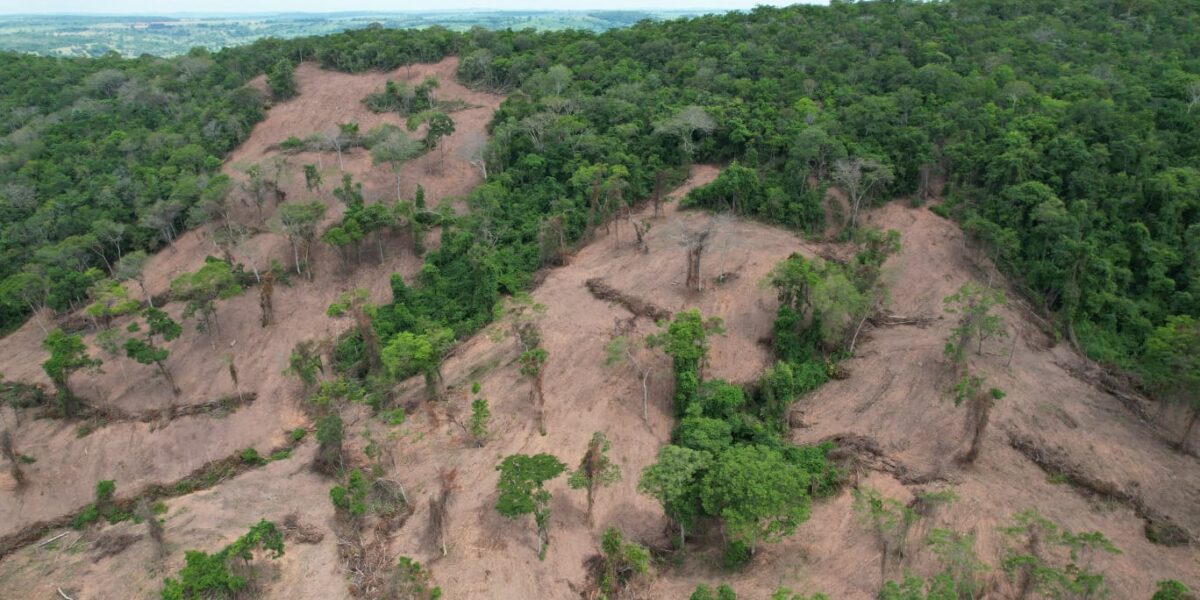 Semad flagra desmatamento ilegal de 7,5 hectares em Sanclerlândia