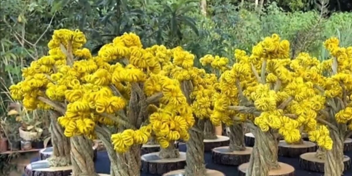 Prêmio Goiás Sustentável 2025: veja quem são os finalistas