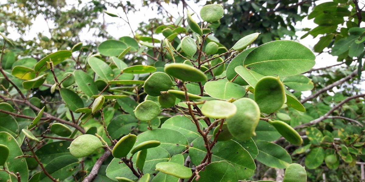 PSA: Semad divulga resultado final da primeira convocação