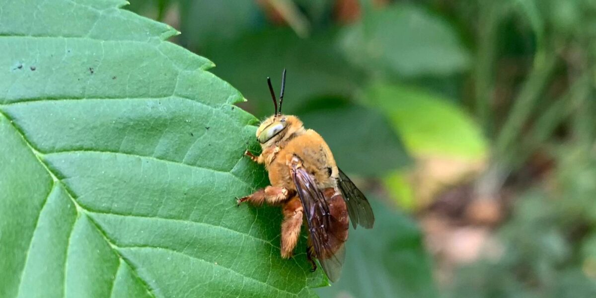 Semad realiza consulta ampla para avaliar risco de extinção de abelhas em Goiás