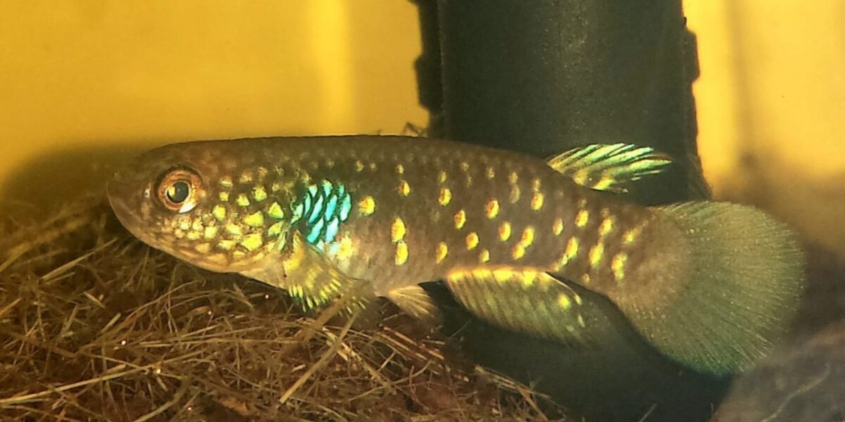 Semad faz consulta ampla para avaliar risco de extinção de peixes em Goiás