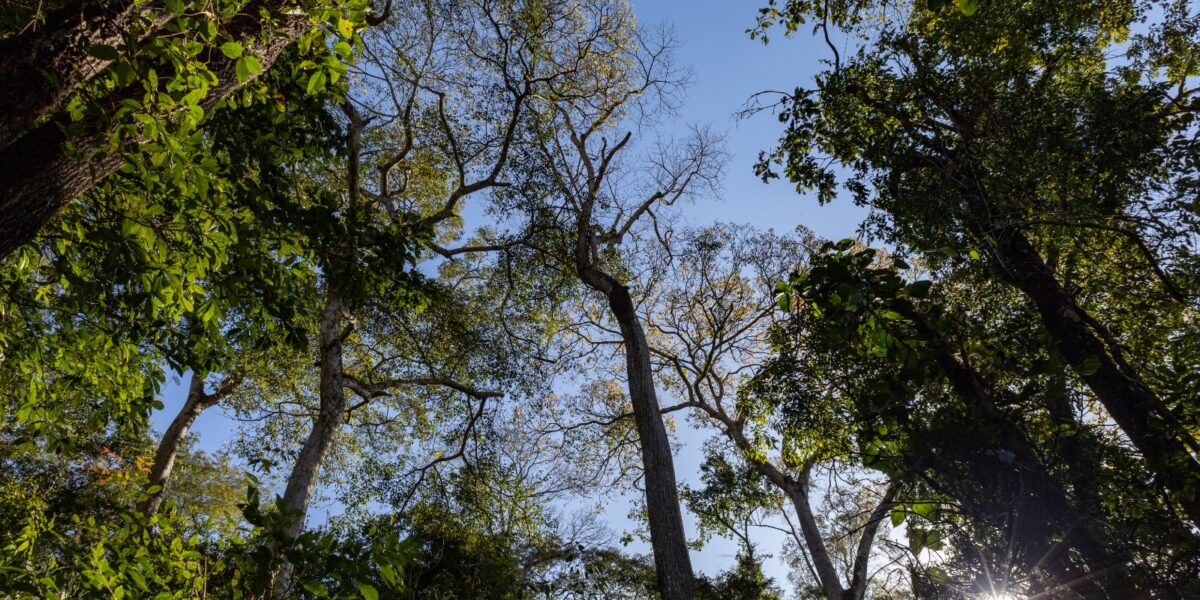 Com plantio no Peamp, Semad lança programa que amplia participação social nas unidades de conservação neste sábado (6)