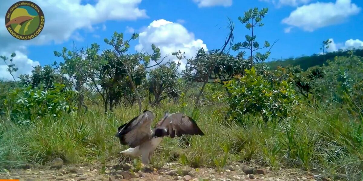 Gavião de quase 1,5 metro é filmado pela primeira vez em corredor ecológico
