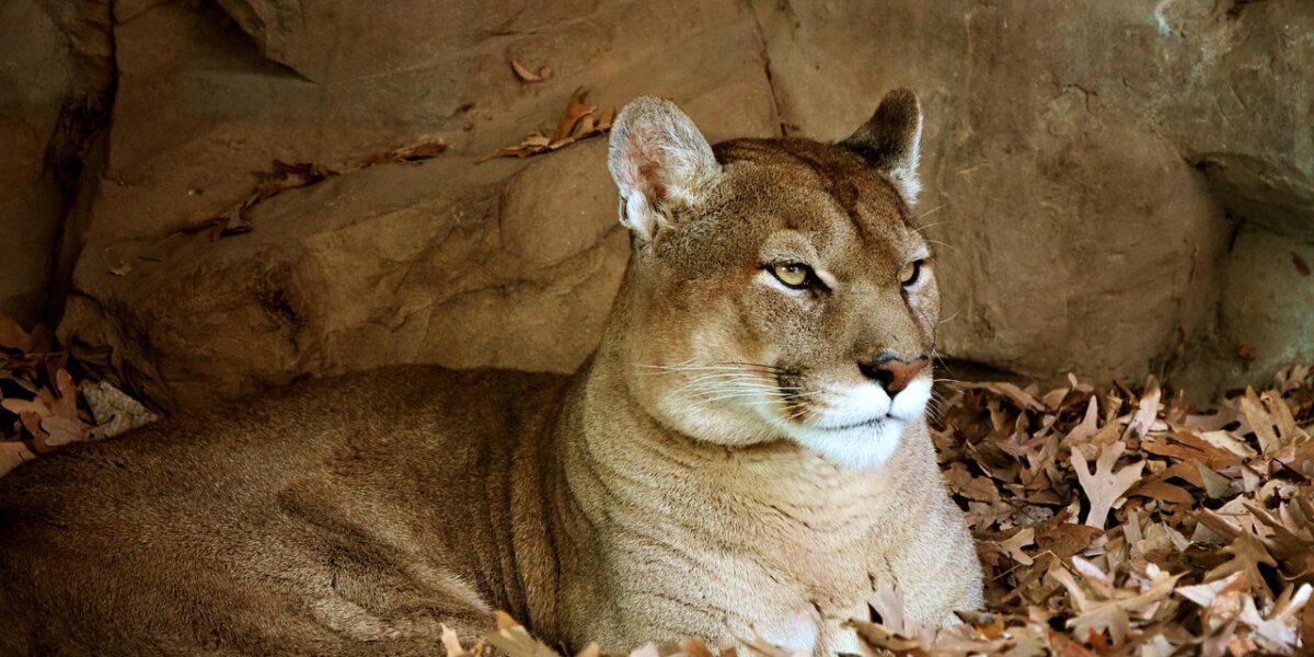 Pescan abre inscrições para caminhada noturna na Semana da Suçuarana