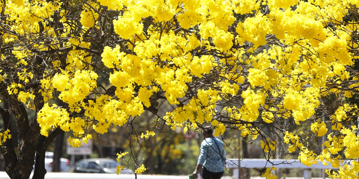 Por que os ipês florescem quando o Cerrado está mais seco? Semad explica