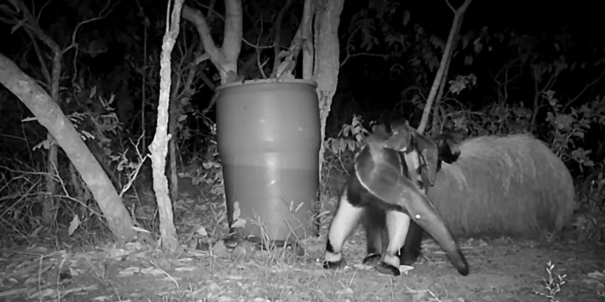 Vídeo mostra registro raro de filhotes gêmeos de tamanduás-bandeira no Pescan