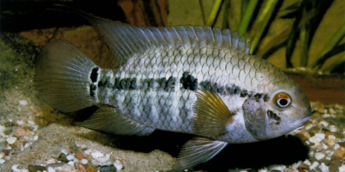 Semad faz nova consulta ampla para avaliar risco de extinção de peixes em Goiás