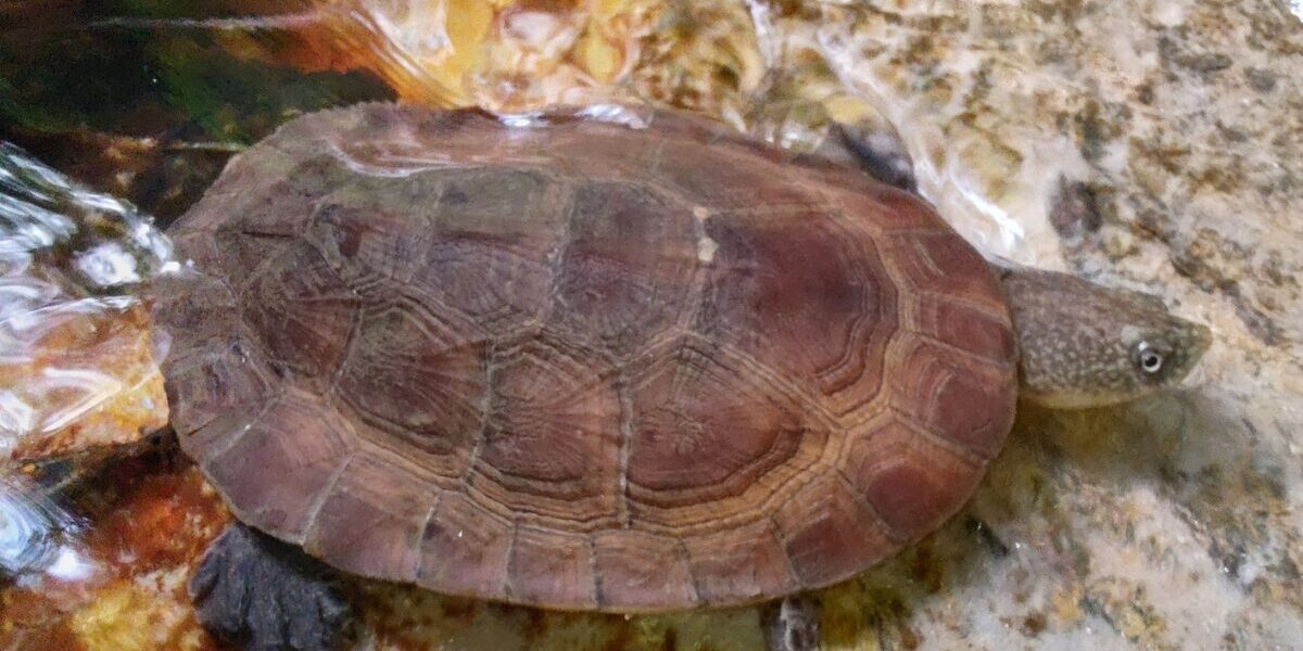 Primeira avaliação de risco de extinção de animais de Goiás entra na 6ª etapa