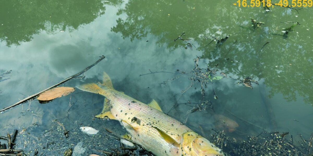 Semad investiga morte de peixes no Córrego Fazendinha, em Trindade