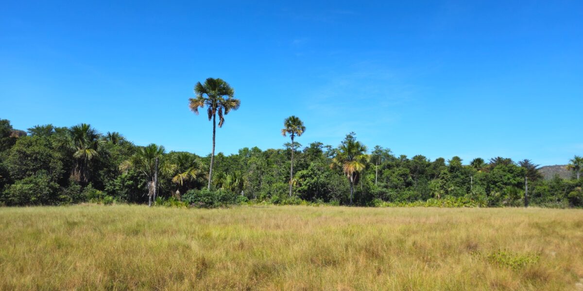 Atlas da Vegetação: resultados iniciais serão apresentados em seminário aberto ao público