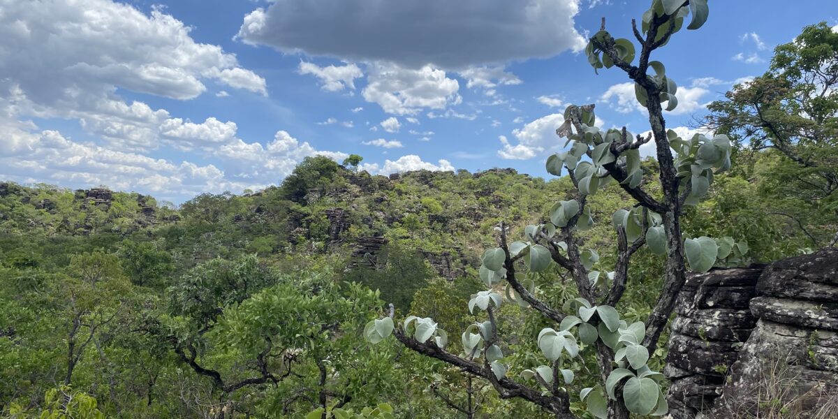 Em projeto pioneiro em Goiás, Semad avalia risco de extinção da flora goiana