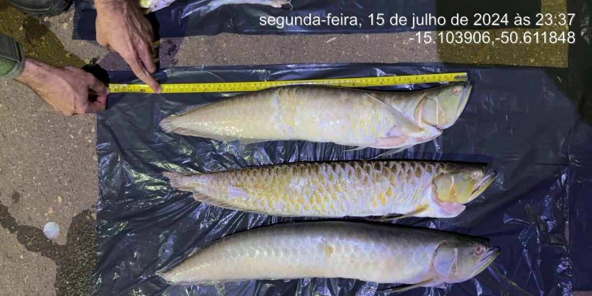 Semad lança guia rápido sobre regras de pesca durante a piracema