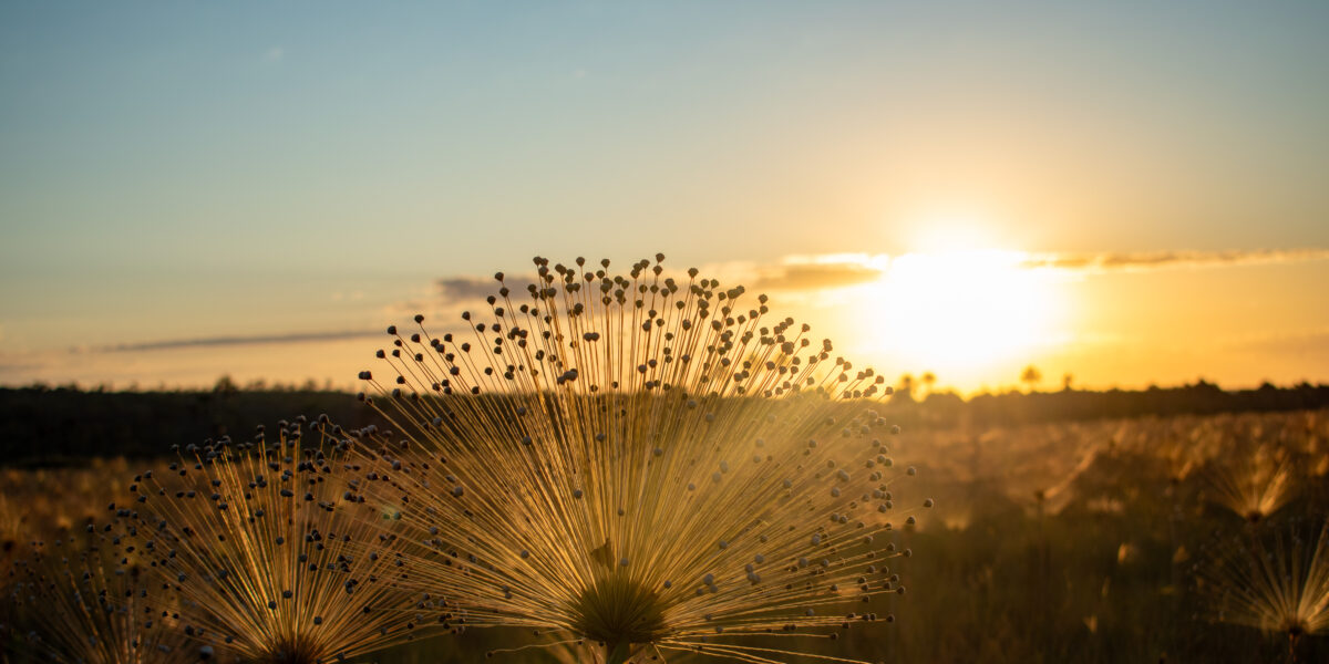PSA manteve quase 16 mil hectares de Cerrado em pé no primeiro ano, mostra relatório