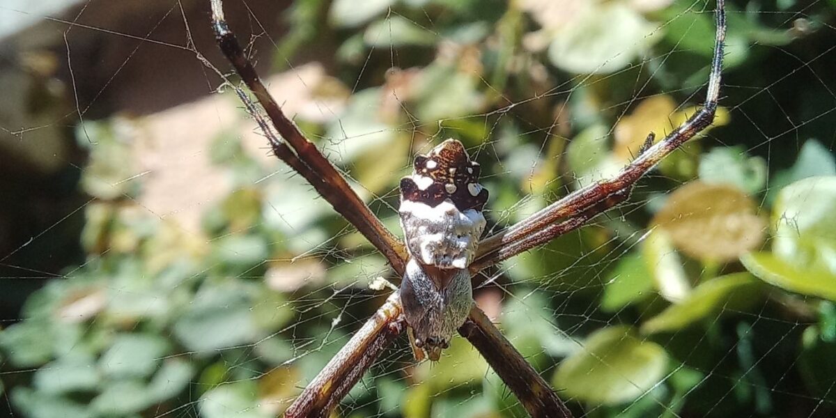 Semad faz consulta ampla para avaliar risco de extinção de aracnídeos em Goiás; veja prazos