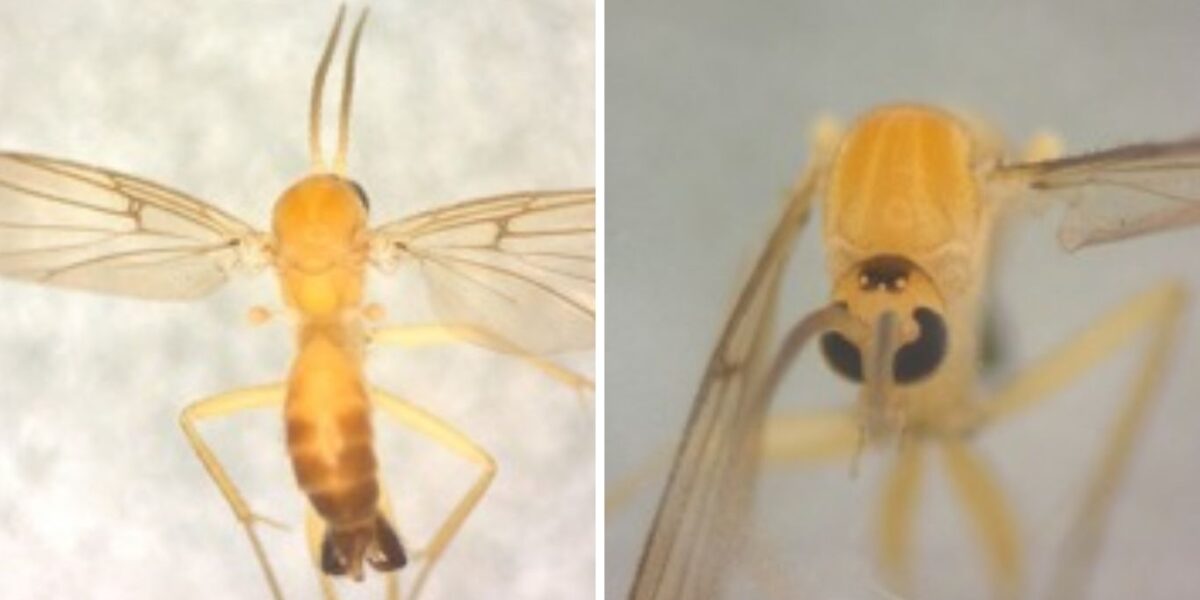 Semad abre primeira consulta pública do Brasil para avaliar risco de extinção de moscas e pernilongos