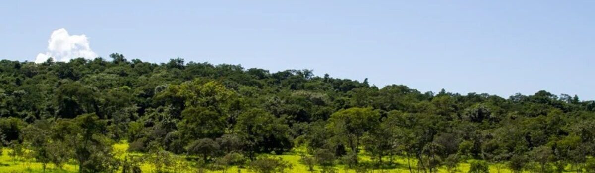 Bebidas, pets, fogueira: Semad diz o que pode e o que é proibido nos parques de Goiás