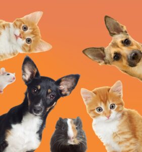 Abril laranja: conscientização contra os maus-tratos aos animais