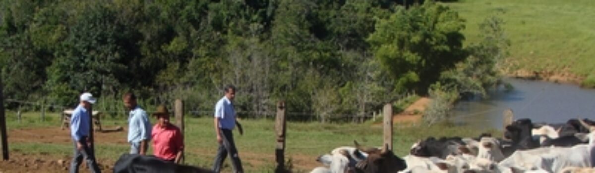 Policiais Civis prendem suspeito de chefiar quadrilha de furto de gado e recuperam 140 animais