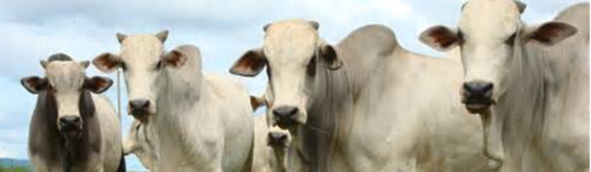 Operação Abigeato da PC prende quadrilha e ainda recupera reses furtadas em Silvânia