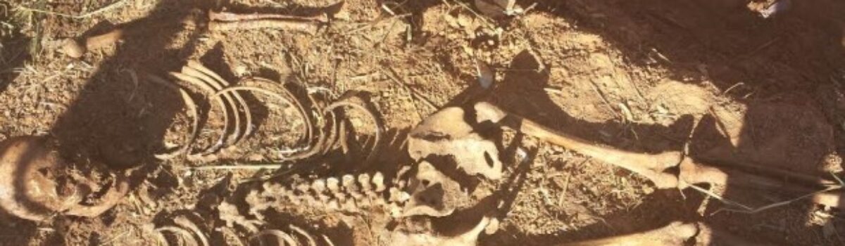 DEAM de Caldas Novas encontra suposta ossada de mulher desaparecida desde setembro