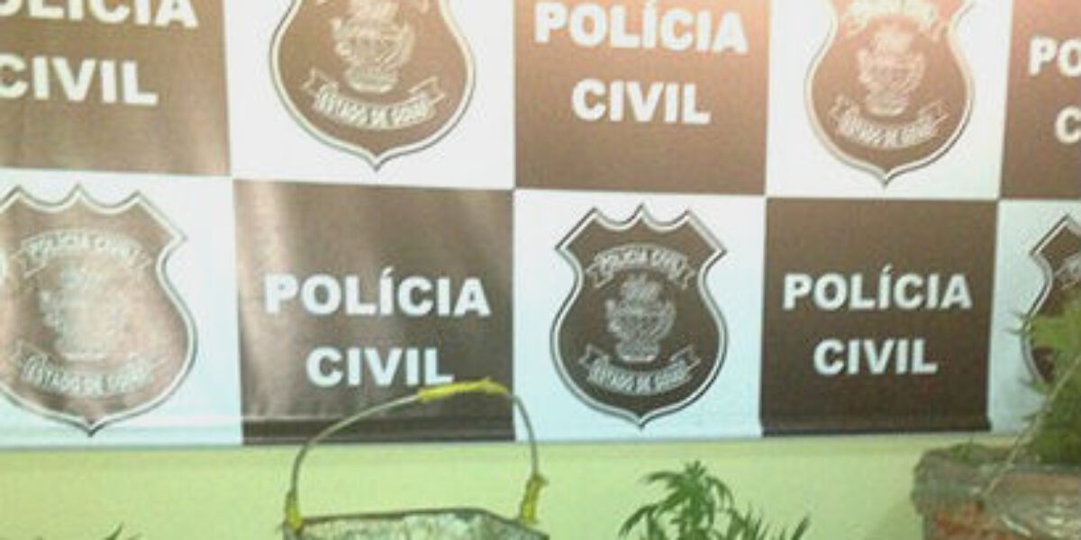 Polícia Civil encontra 12 pés de maconha em Alto Paraíso