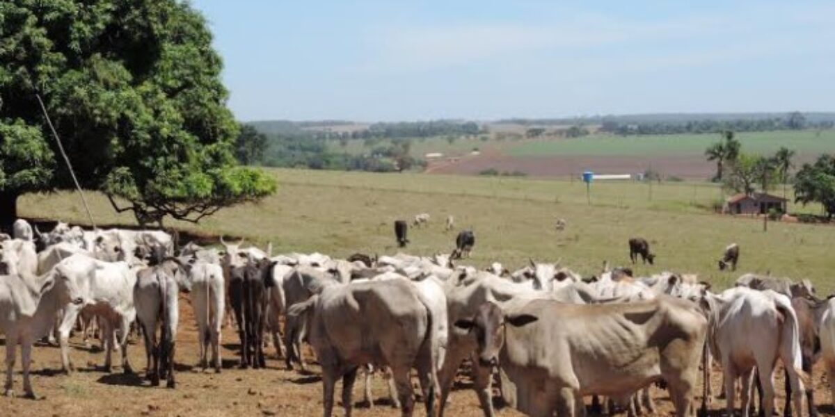 GEPATRI de Rio Verde recupera gado roubado em Diorama