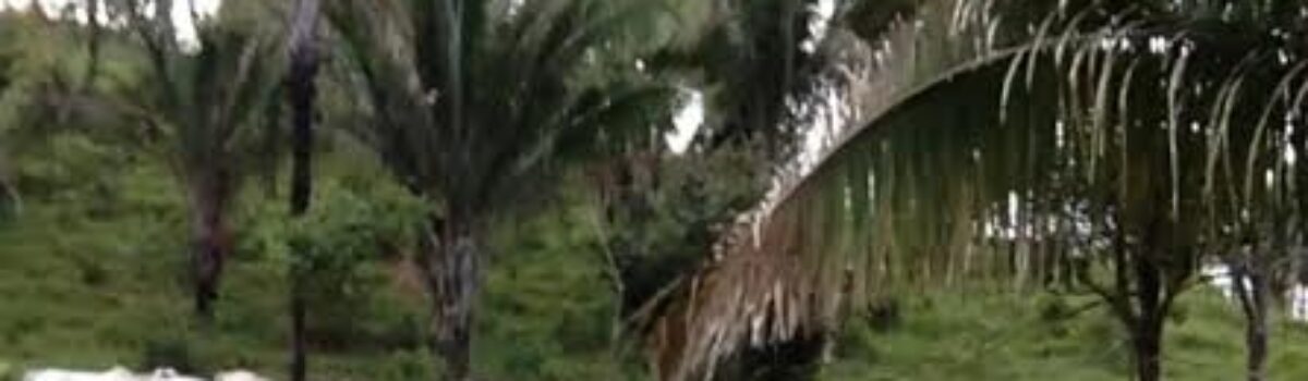 Polícia Civil de Corumbá recupera gado furtado