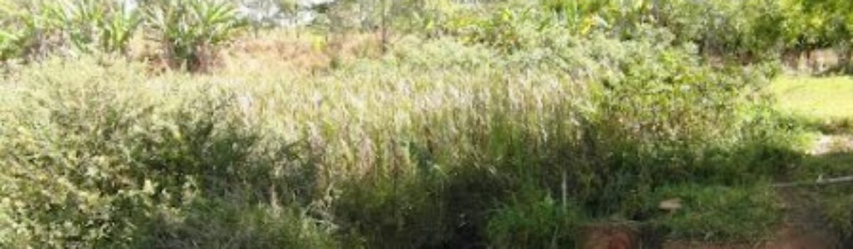 DEMA indicia cinco fazendeiros por degradação embiental no Rio Piancó, em Anápolis