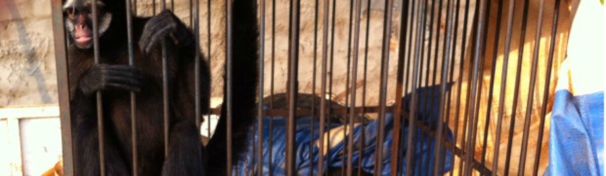 Macaco de espécie em extinção é resgatado de circo em São Luís de Montes Belos