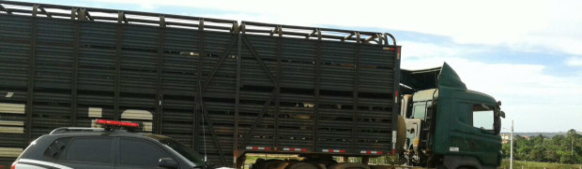 Arrendatário de fazenda é preso por furto de gado em Caiapônia