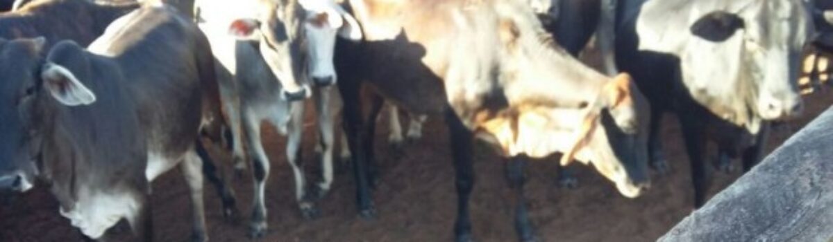 Homem suspeito de roubo e furto de gado é preso em Rio Verde