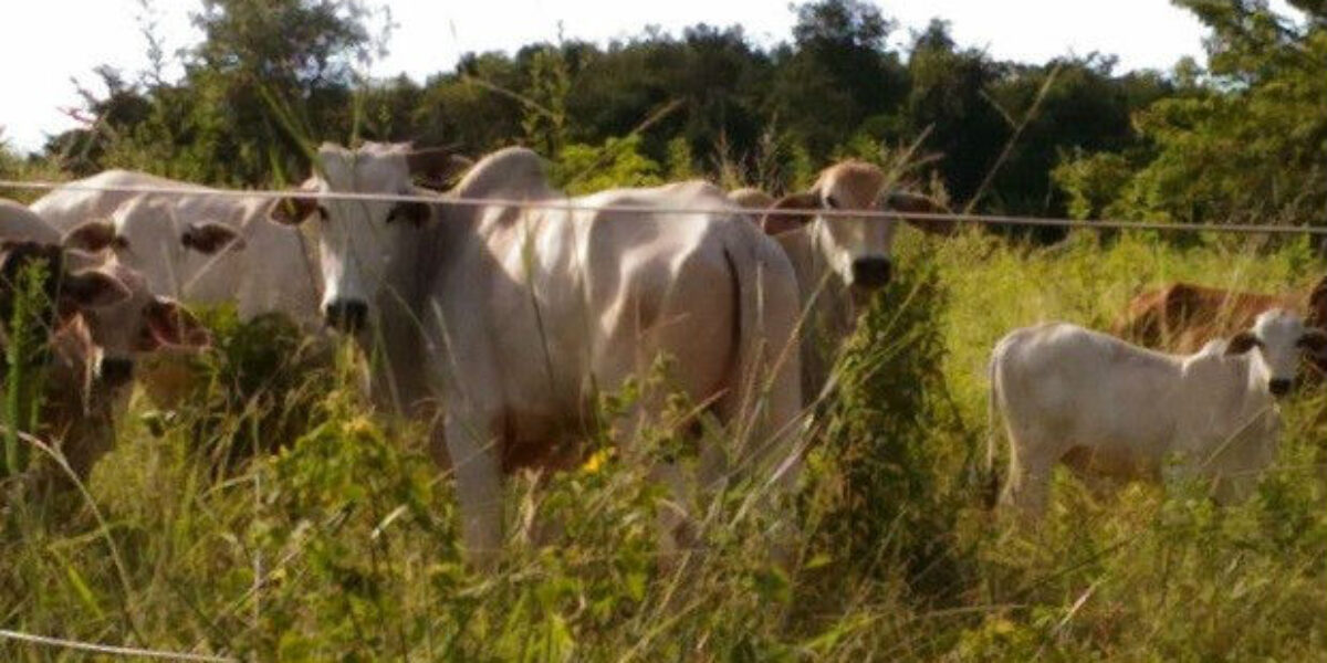 Grupo suspeito de roubar gado em GO é preso em operação da Decar
