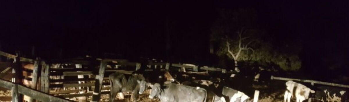 Homens são presos em flagrante furtando gado na madrugada